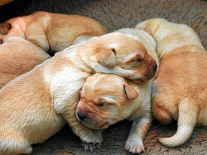 Supporting image for story: Guide dog trainer Carol has raised 250 puppies