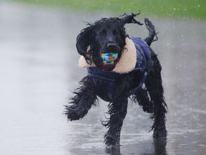 Dog running in rain