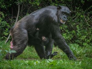 Supporting image for story: Endangered chimpanzee born in front of visitors at Chester Zoo