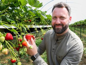 Supporting image for story: Future of British berry-growing sector ‘hangs in balance’