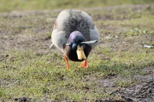 The Mallard duck lives at Homer Lake in Telford. Photo by Randall Clancy