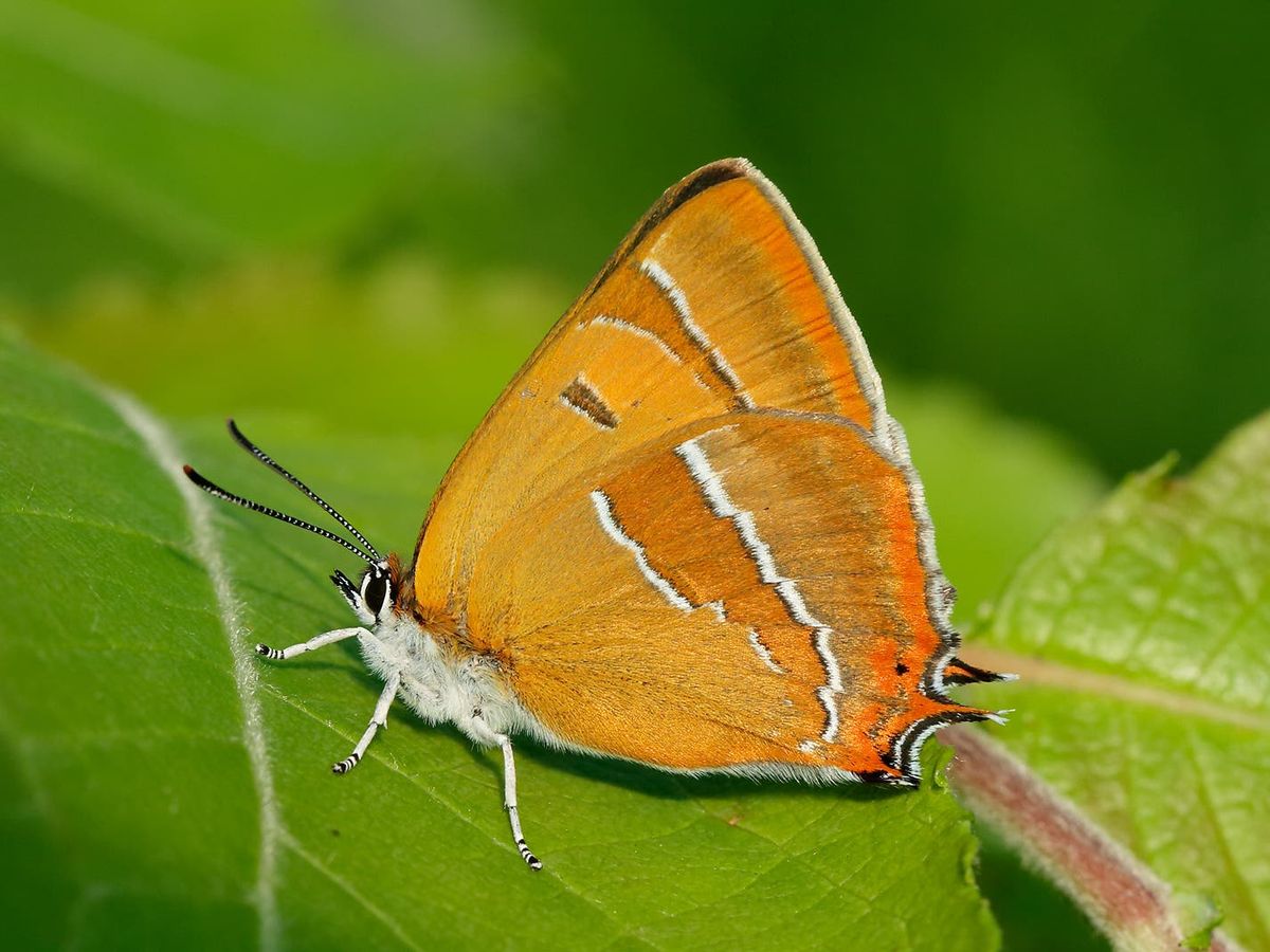 Egg hunt reveals record numbers for rare butterflies after hedges grow wild