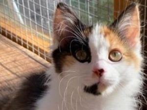 Supporting image for story: 12 adorable cats near the Black Country waiting for their forever home