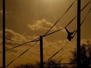 Supporting image for story: A chance to see Twycross Zoo in a whole new light 