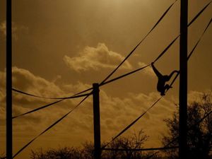 Supporting image for story: A chance to see Twycross Zoo in a whole new light 