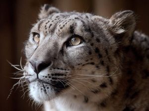 Supporting image for story: Snow leopard shot dead after escaping from enclosure at Dudley Zoo