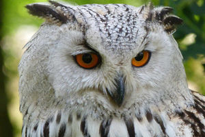 Falconry Experiences