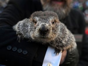Supporting image for story: Punxsutawney Phil to give annual prediction about end of winter
