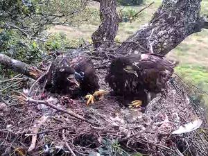 Supporting image for story: Record breeding year for England’s white-tailed eagles as three chicks fledge