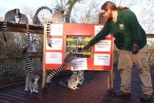 One zoo keeper counts the lemurs