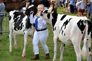 Dairy cattle make their way to the Newport Show judging ring