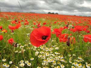 A sea of red, poppies in full bloom, off Park Gate Road, Kidderminster