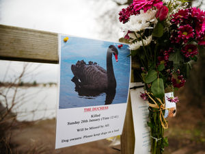 Supporting image for story: Police urge responsibility from dog owners after swan was savaged to death