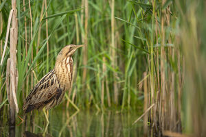 Bittern standing in reedbed habitat