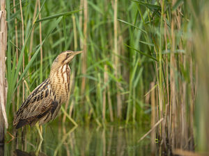 Supporting image for story: Staffordshire nature reserve celebrates record-breaking breeding season for booming bitterns and wading birds
