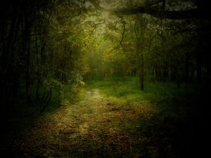 Supporting image for story: Photographers capture beauty of Sutton Park for Shakespeare competition