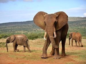 Supporting image for story: Animals are busy having conversations all around us, say scientists