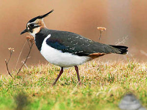 Supporting image for story: Farming Talk: Opportunities still out there to aid farmers