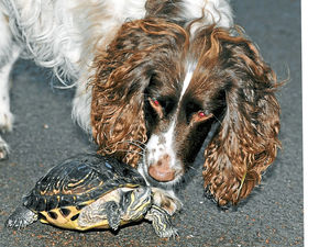 Supporting image for story: Terrapin and dog form unlikely friendship