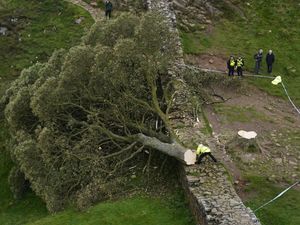 Aerial shot of police officers looking at the Sycamore Gap tree after it was felled, lying across Hadrian's Wall