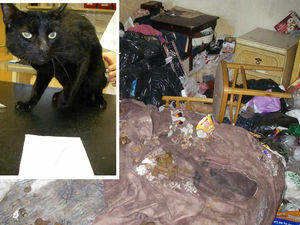 Supporting image for story: Banned for life: Pet owner left cats and dogs to live in squalid flat