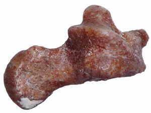 Supporting image for story: Your 52-million-year-old ancestor may have been better than you at long jump