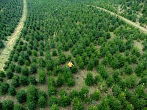 Supporting image for story: Supermarket expects early rush for real Christmas trees as demand spikes