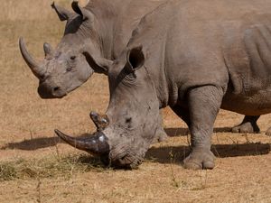 Supporting image for story: Poachers have killed more than 100 rhinos in South Africa this year