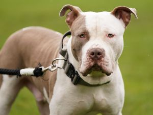 Supporting image for story: Cost of kennelling seized dogs expected to reach £25m amid XL bully ban: reports