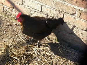 Supporting image for story: 64,000-bird chicken egg unit given green light near Stafford