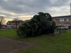 Supporting image for story: Village Christmas tree cut down hours after lights switch on