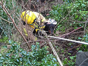 Supporting image for story: Shropshire fire crews roped in for dog rescue