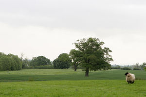 The scheme will boost the number of trees on Midlands farms