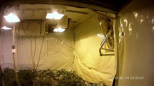 The plants were growing in Tariq Khwaja's Sutton Coldfield home