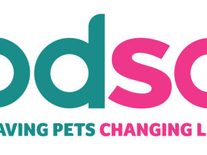 Supporting image for story: Please help pets in need