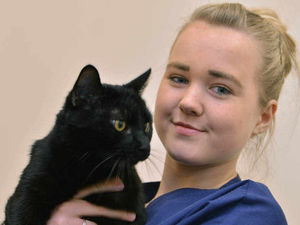Supporting image for story: How did I find myself here? Mystery cat registered in France causes a puzzle for Telford vets