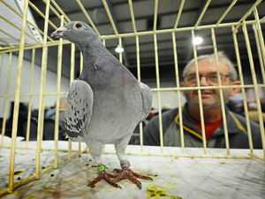 Supporting image for story: Pigeon fanciers flock to the Racing Pigeon Show at Telford's International Centre