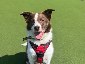 Supporting image for story: Dogs Trust offers to give talks to community groups