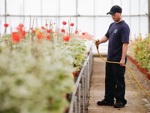 Supporting image for story: Preparation for flowering of Shrewsbury well under way