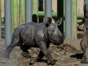 Supporting image for story: Newborn white rhino Silverio takes his first steps in Chilean zoo