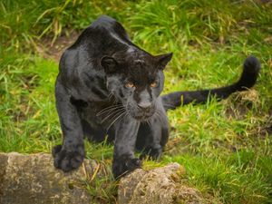 Supporting image for story: Chester Zoo freezes tissue samples from the world's rarest animals to save them from extinction