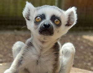 One of the two endangered lemurs born at Hoo Zoo.