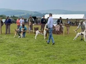 Supporting image for story: A popular Mid Wales agricultural show which would have been marking its 45th event, has been postponed for this year