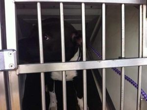 One of the dogs seized in the raid