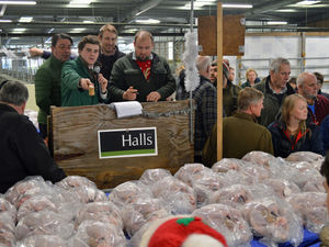 Supporting image for story: Entries welcomed for Shrewsbury Christmas poultry auction