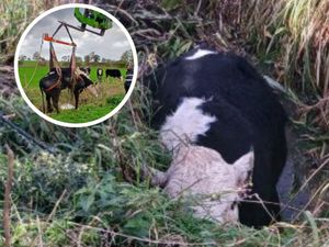 Supporting image for story: Images reveal dramatic rescue of cow trapped in water-filled six-foot ditch in Shropshire
