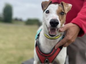 Supporting image for story: 'Generosity and dedication have made a huge difference to dogs in need' - Your Letters: January 1