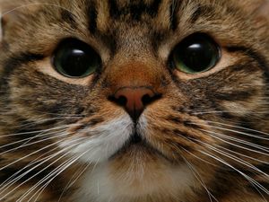 Supporting image for story: Fifth of cat owners ‘do not intend to get their pet microchipped’