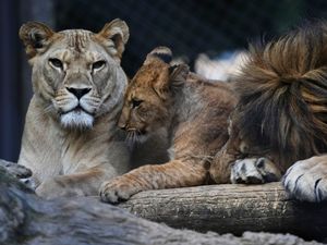 Supporting image for story: Czech zoo welcomes Barbary lion cubs whose population is extinct in the wild