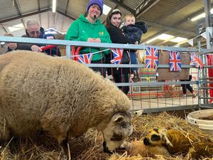 PLAY@ visitors get to learn about farming through events like 'Lambs & Ewe' in February half term